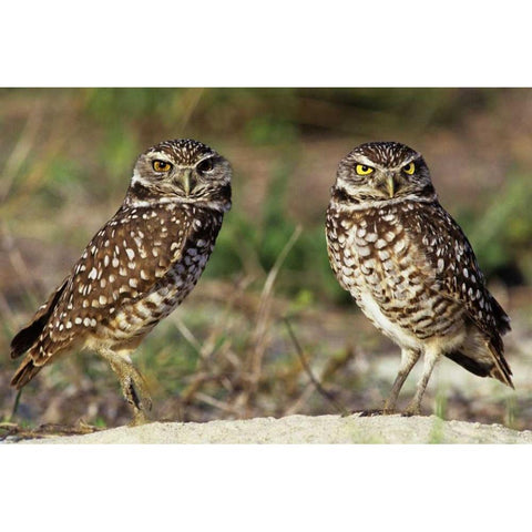 FL, Sanibel Island Burrowing owls pair by burrow Black Modern Wood Framed Art Print by Welling, Dave