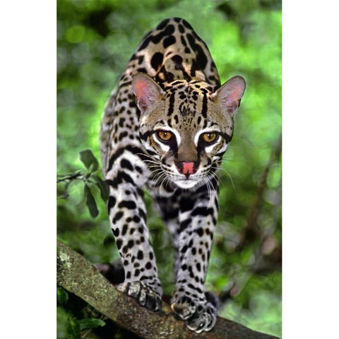 Florida Ocelot cub on log at Big Cat Rescue Gold Ornate Wood Framed Art Print with Double Matting by Welling, Dave