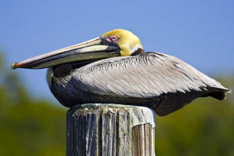 FL, Everglades City, Roosting brown pelican Black Ornate Wood Framed Art Print with Double Matting by Lord, Fred