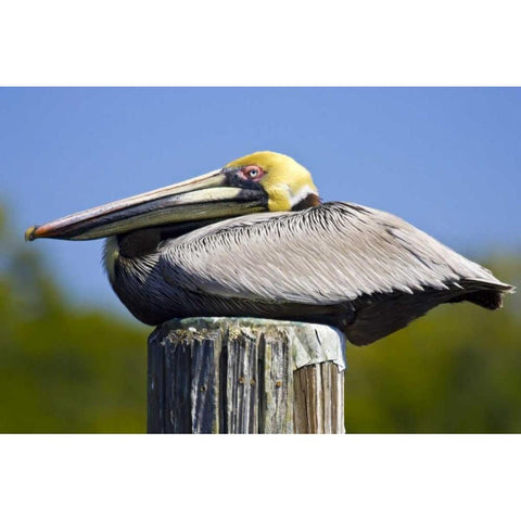 FL, Everglades City, Roosting brown pelican Black Modern Wood Framed Art Print with Double Matting by Lord, Fred