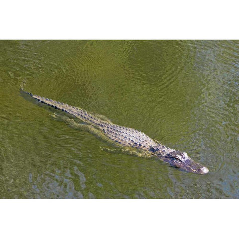 FL, Everglades NP American alligator swimming Black Modern Wood Framed Art Print by Lord, Fred