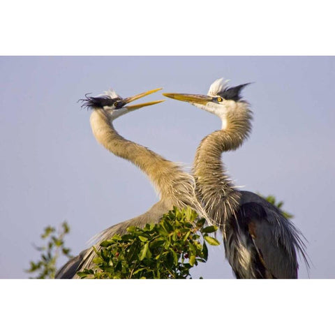 FL, Venice, Great blue herons greet in rookery Black Modern Wood Framed Art Print by Lord, Fred