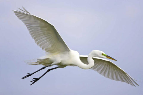 FL, Venice Great egret flying at Venice Rookery White Modern Wood Framed Art Print with Double Matting by Lord, Fred