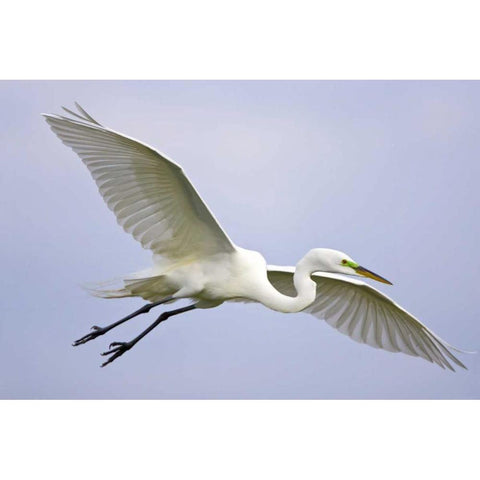 FL, Venice Great egret flying at Venice Rookery Black Modern Wood Framed Art Print by Lord, Fred