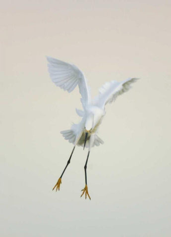 FL, Ft Meyers Beach Snowy egret landing at dawn Black Ornate Wood Framed Art Print with Double Matting by Morris, Arthur