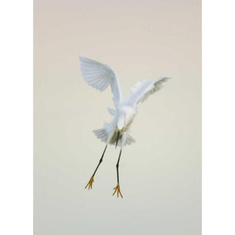 FL, Ft Meyers Beach Snowy egret landing at dawn Gold Ornate Wood Framed Art Print with Double Matting by Morris, Arthur