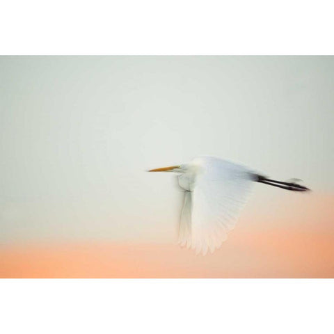 FL, South Venice, Great egret flying at sunrise White Modern Wood Framed Art Print by Morris, Arthur