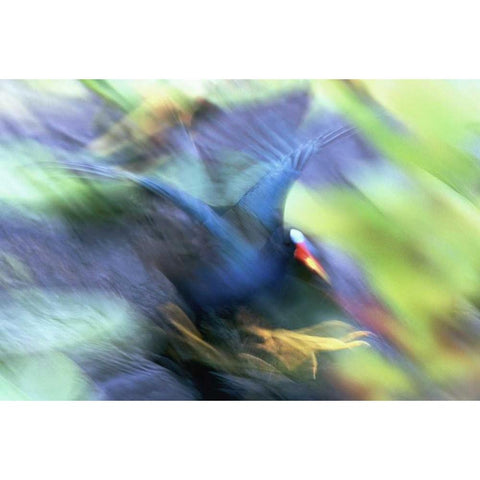 FL, Everglades NP Abstract of purple gallinule White Modern Wood Framed Art Print by Morris, Arthur