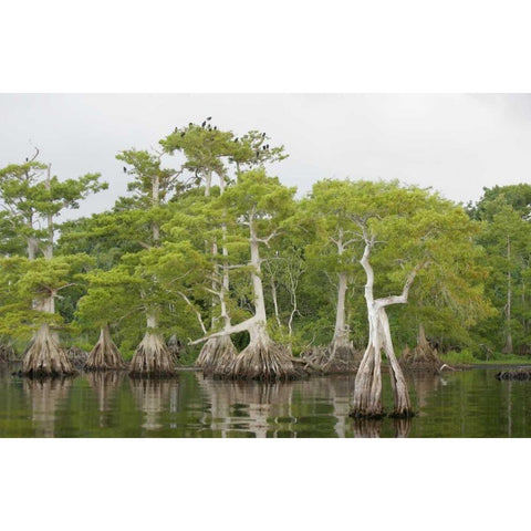 FL, Blue Cypress Lake Cypress trees with birds Black Modern Wood Framed Art Print with Double Matting by Morris, Arthur
