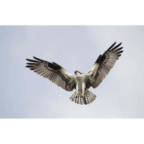 FL, Blue Cypress Lake Osprey hovering in sky Black Modern Wood Framed Art Print with Double Matting by Morris, Arthur