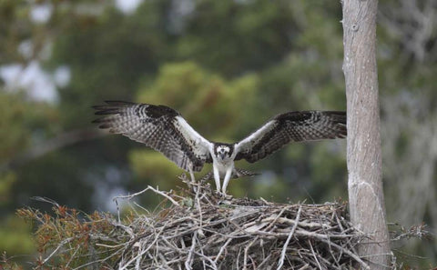 Florida, Blue Cypress Lake Osprey on its nest Black Ornate Wood Framed Art Print with Double Matting by Morris, Arthur