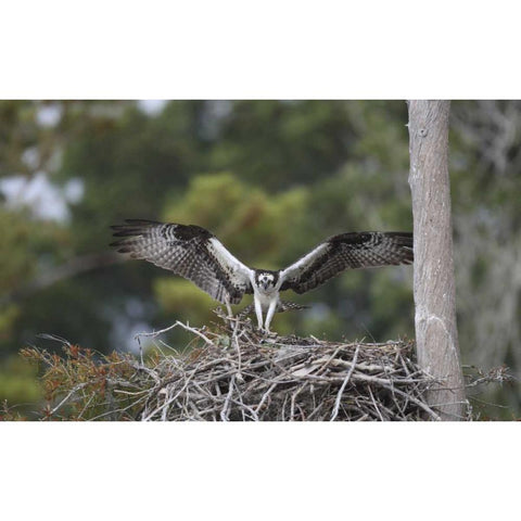Florida, Blue Cypress Lake Osprey on its nest Black Modern Wood Framed Art Print by Morris, Arthur