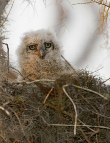 FL, Boynton Beach Nesting great horned owl chick White Modern Wood Framed Art Print with Double Matting by Williams, Joanne