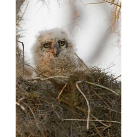 FL, Boynton Beach Nesting great horned owl chick Black Modern Wood Framed Art Print by Williams, Joanne
