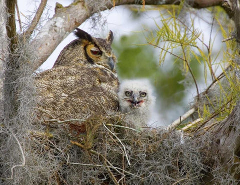 FL, Boynton Beach Great horned owl and chick Black Ornate Wood Framed Art Print with Double Matting by Williams, Joanne