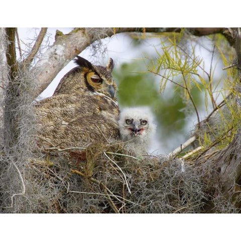 FL, Boynton Beach Great horned owl and chick Black Modern Wood Framed Art Print by Williams, Joanne