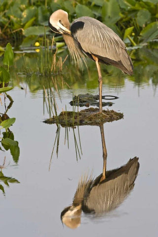 FL, Delray Beach Great blue heron reflection White Modern Wood Framed Art Print with Double Matting by Williams, Joanne