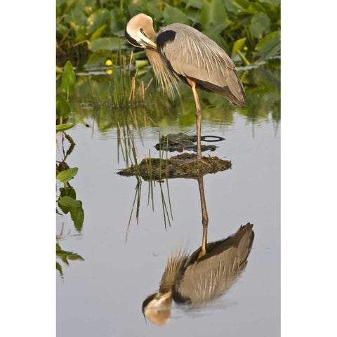 FL, Delray Beach Great blue heron reflection Black Modern Wood Framed Art Print by Williams, Joanne
