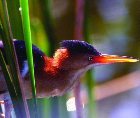 FL, Least bittern male in Wakodahatchee Wetlands White Modern Wood Framed Art Print with Double Matting by Williams, Joanne