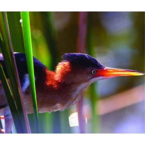 FL, Least bittern male in Wakodahatchee Wetlands Black Modern Wood Framed Art Print by Williams, Joanne