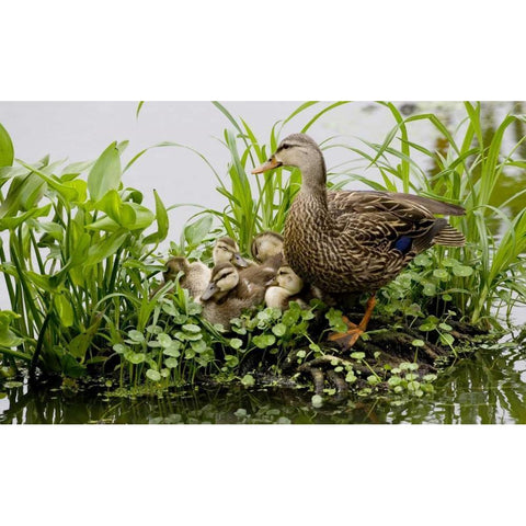 FL, Delray Beach Mottled duck parent and chicks Black Modern Wood Framed Art Print with Double Matting by Williams, Joanne