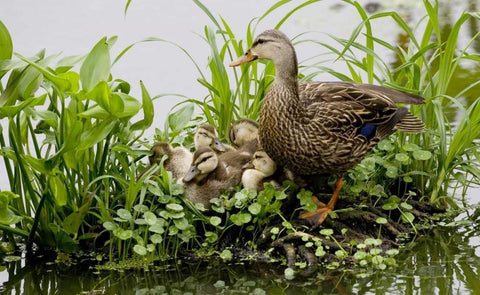 FL, Delray Beach Mottled duck parent and chicks Black Ornate Wood Framed Art Print with Double Matting by Williams, Joanne
