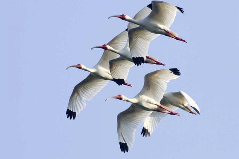 USA, Florida, Everglades NP Flying ibises White Modern Wood Framed Art Print with Double Matting by Williams, Joanne