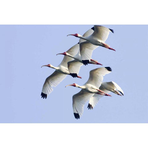 USA, Florida, Everglades NP Flying ibises Black Modern Wood Framed Art Print by Williams, Joanne