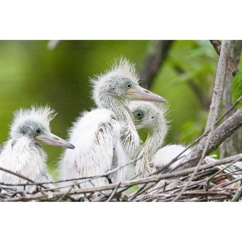 FL, Everglades NP Little blue heron chicks Black Modern Wood Framed Art Print by Williams, Joanne