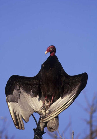 FL, Everglades NP Turkey vulture on dead tree Black Ornate Wood Framed Art Print with Double Matting by Williams, Joanne