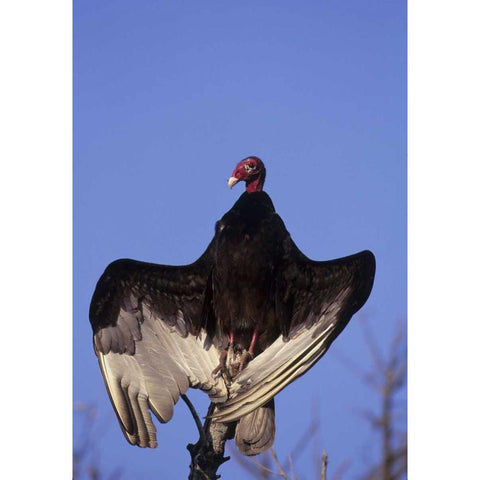 FL, Everglades NP Turkey vulture on dead tree Black Modern Wood Framed Art Print by Williams, Joanne