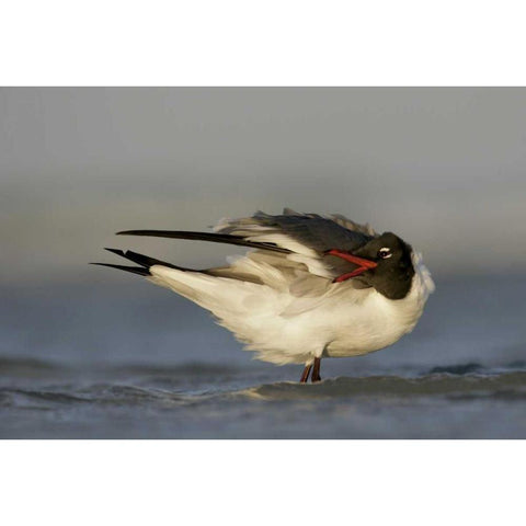 FL, Fort De Soto Park Laughing gull preens Black Modern Wood Framed Art Print with Double Matting by Morris, Arthur