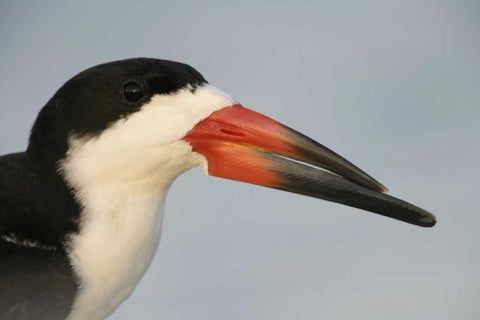 FL, Fort DeSoto Park, Mullet Key Black skimmer Black Ornate Wood Framed Art Print with Double Matting by Morris, Arthur