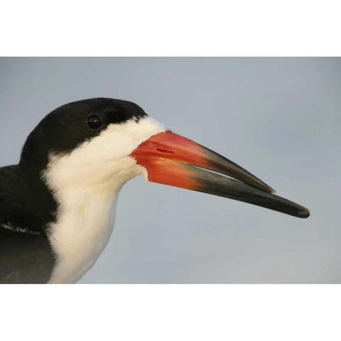 FL, Fort DeSoto Park, Mullet Key Black skimmer Black Modern Wood Framed Art Print by Morris, Arthur