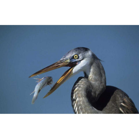 FL, Ft DeSoto Beach Great blue heron with fish Black Modern Wood Framed Art Print by Williams, Joanne