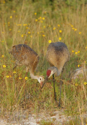 FL, Parent feeds sandhill crane chick a mayfly Black Ornate Wood Framed Art Print with Double Matting by Morris, Arthur