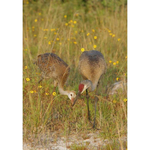 FL, Parent feeds sandhill crane chick a mayfly Black Modern Wood Framed Art Print by Morris, Arthur
