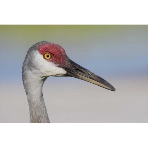 FL Sandhill crane adult with sand on bill Gold Ornate Wood Framed Art Print with Double Matting by Morris, Arthur