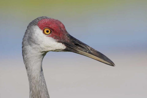 FL Sandhill crane adult with sand on bill White Modern Wood Framed Art Print with Double Matting by Morris, Arthur