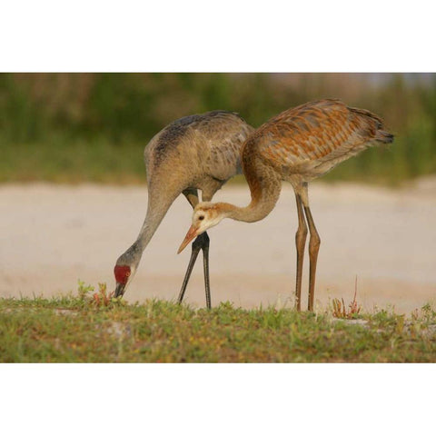 FL, Sandhill crane waits for food from parent Black Modern Wood Framed Art Print with Double Matting by Morris, Arthur