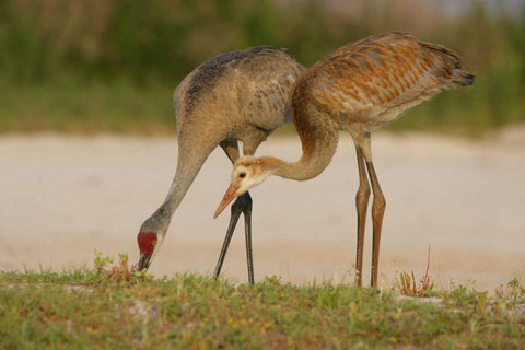 FL, Sandhill crane waits for food from parent White Modern Wood Framed Art Print with Double Matting by Morris, Arthur