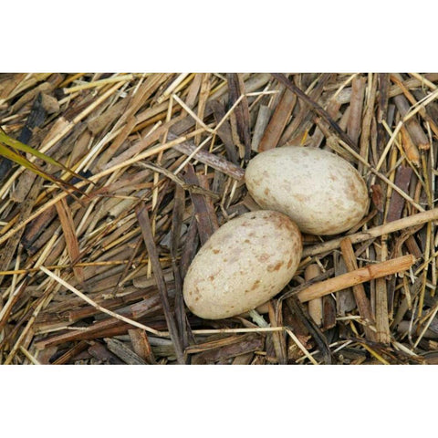 FL, Indian Lake Estates Sandhill crane eggs Gold Ornate Wood Framed Art Print with Double Matting by Morris, Arthur