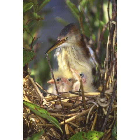 FL, Keenansville Least bittern and chicks Black Modern Wood Framed Art Print by Williams, Joanne