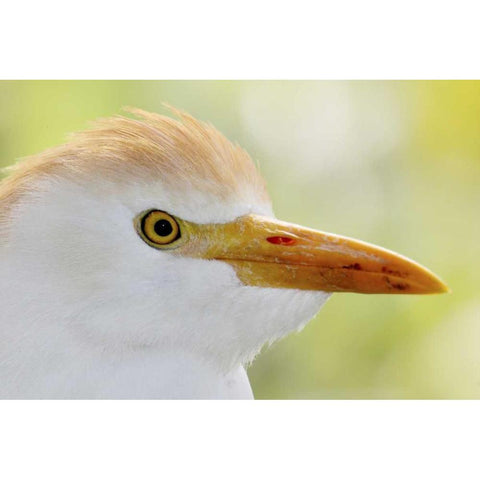 FL, Lake Kissimmee Portrait of cattle egret head Black Modern Wood Framed Art Print by Morris, Arthur