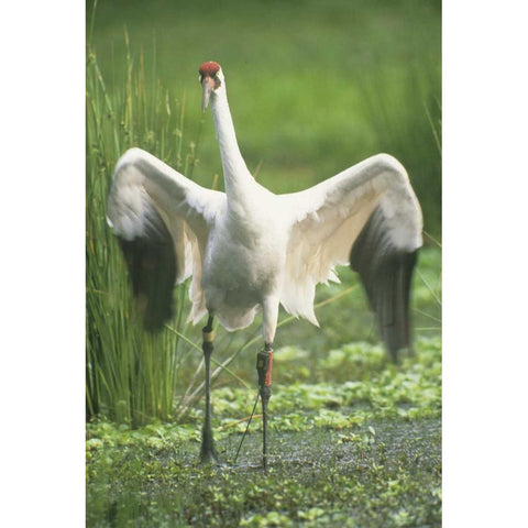 FL Whooping crane with tracking device on leg Black Modern Wood Framed Art Print with Double Matting by Williams, Joanne