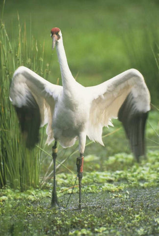 FL Whooping crane with tracking device on leg Black Ornate Wood Framed Art Print with Double Matting by Williams, Joanne