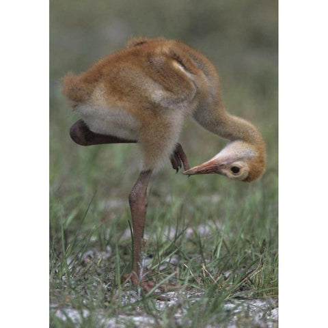 FL, Lake Kissimmee Sandhill crane chick  White Modern Wood Framed Art Print by Williams, Joanne