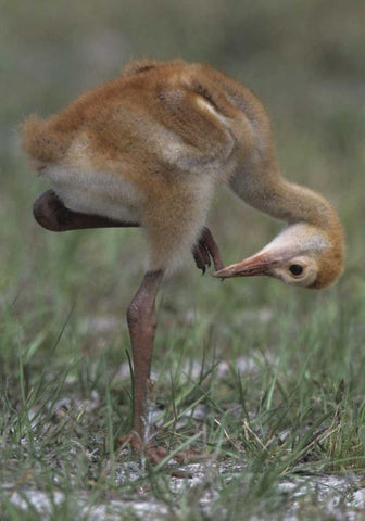 FL, Lake Kissimmee Sandhill crane chick  Black Ornate Wood Framed Art Print with Double Matting by Williams, Joanne