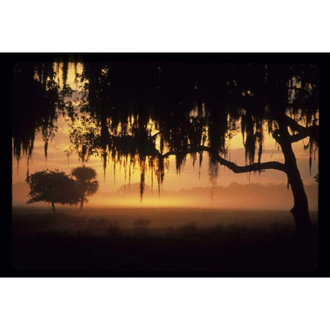 FL, Lake Kissimmee Sunrise silhouette of trees Black Modern Wood Framed Art Print with Double Matting by Williams, Joanne