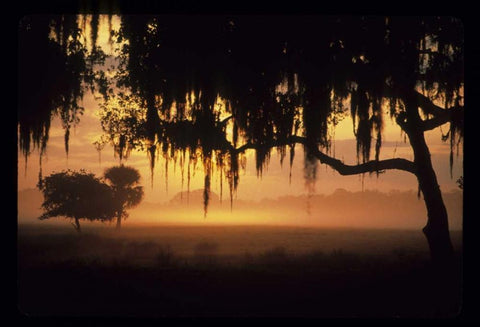 FL, Lake Kissimmee Sunrise silhouette of trees White Modern Wood Framed Art Print with Double Matting by Williams, Joanne